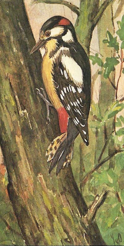 Grote bonte specht – Dendrocopus major