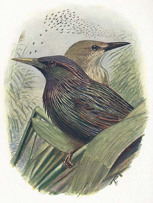 Spreeuw – sturnus vulgaris