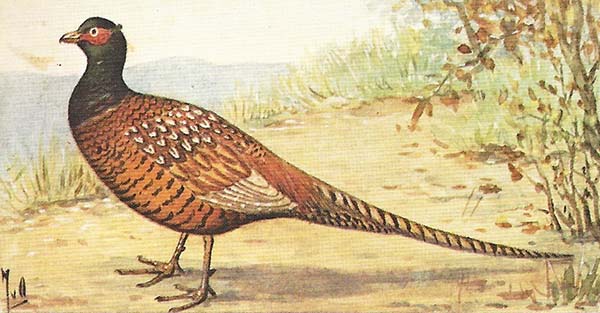 Fazant – Phasanius colchius