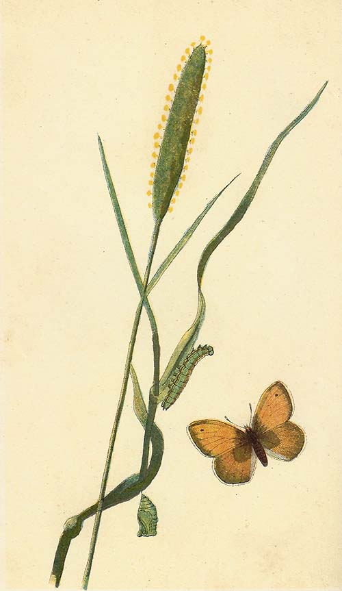 Hooibeestje – Coenonympha pamphilus
