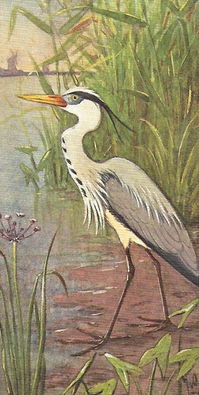 Blauwe Reiger – Ardea cinerea