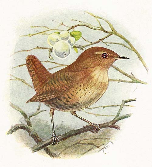 Winterkoning – Troglodytes troglodytes