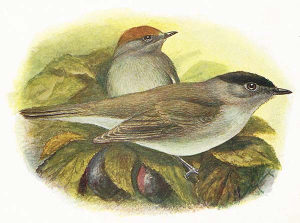 Zwartkop – Sylvia atricapilla