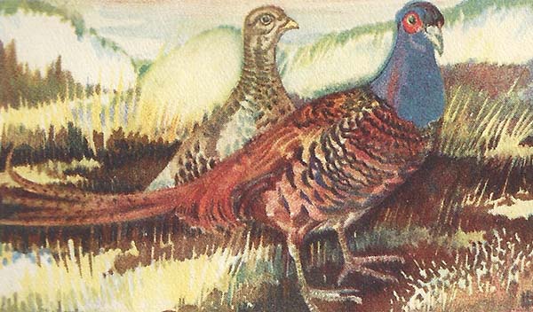 Fazant – Phasanius colchius