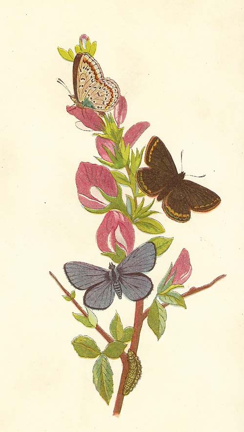 Icarusblauwtje – Polyommatus icarus