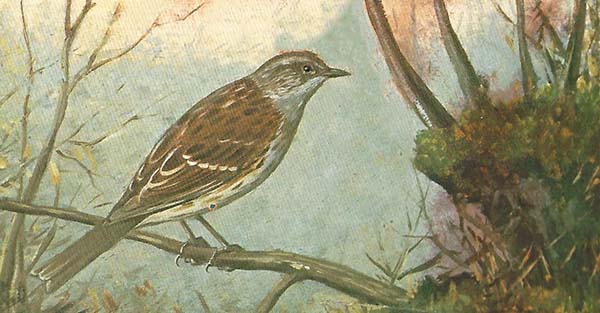 Heggenmus – Prunella modularis