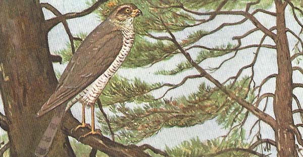 Sperwer – Accipiter nisus