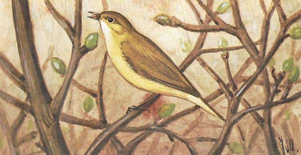 Tjiftjaf – Phylloscopus collybita