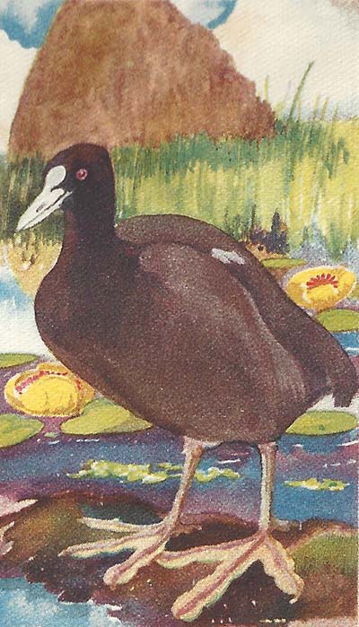 Meerkoet – Fulica atra