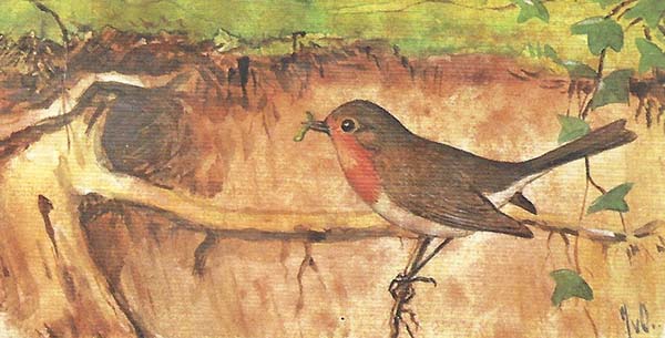 Roodborst – Erithacus rubecula