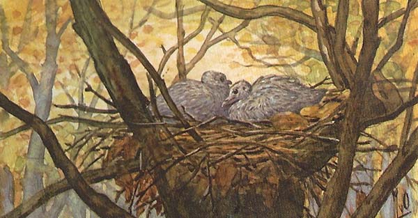 Houtduif – Columba palumbus