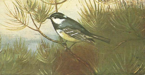 Zwarte Mees – Peripatus ater