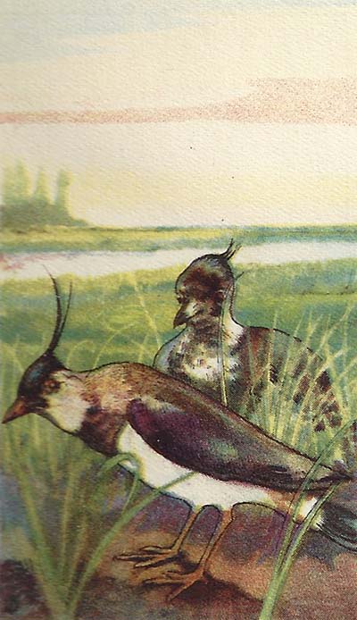 Kievit – Vanellus vanellus