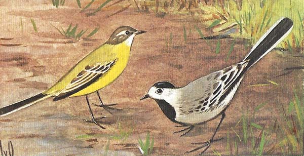 Witte Kwikstaart – Motacilla alba