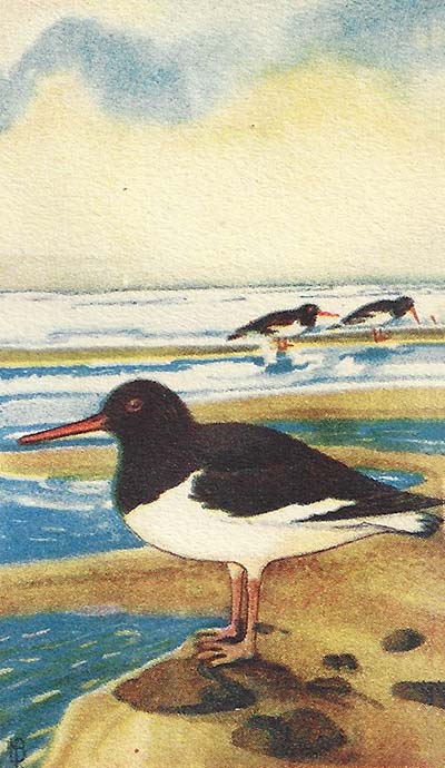 Scholekster – Haematopus ostralegus