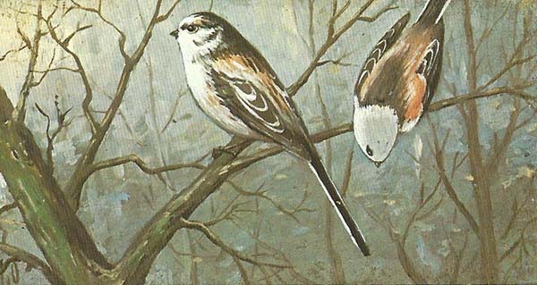 Staartmees – Aegithalos caudatus