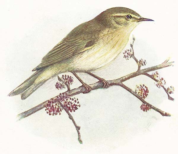 Tjiftjaf (Phylloscopus collybita)