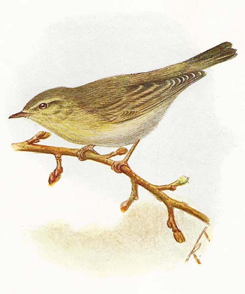 Fitis – Phyloscopus trochilus