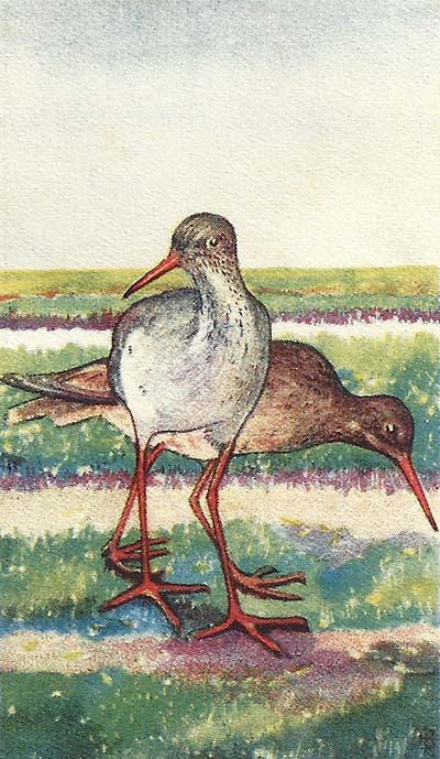 Tureluur – Tringa totanus
