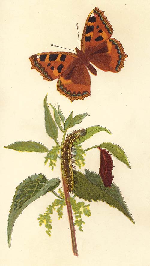 Kleine vos – Aglais urticae