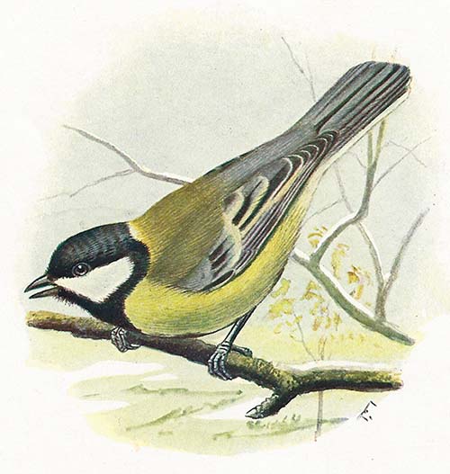 Koolmees – Parus major
