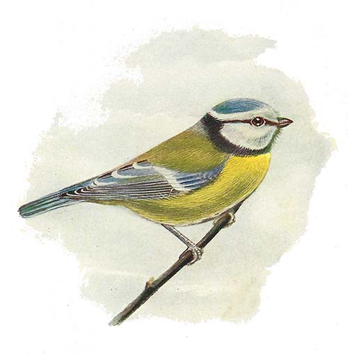 Pimpelmees – Cyanestes caeruleus