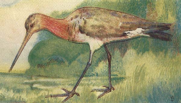 Grutto – Limosa limosa