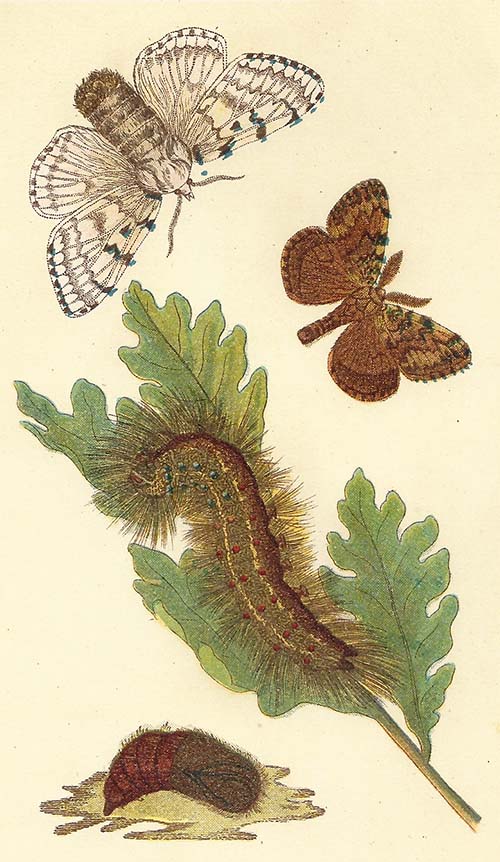Plakker – Lymantria dispar