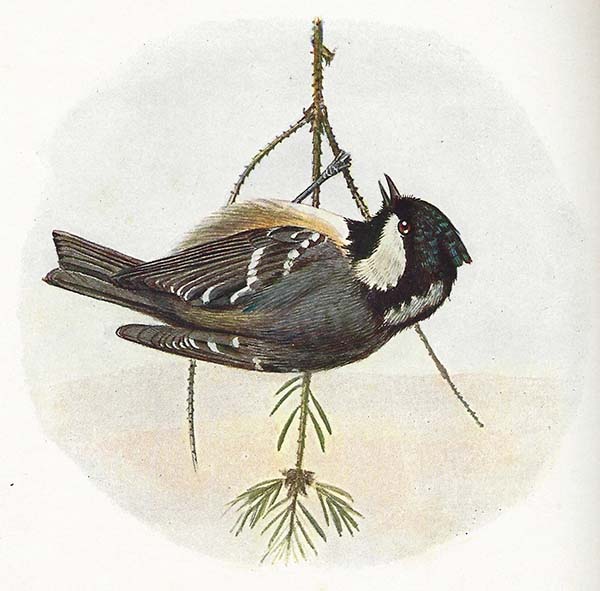 Zwarte Mees – Peripatus ater