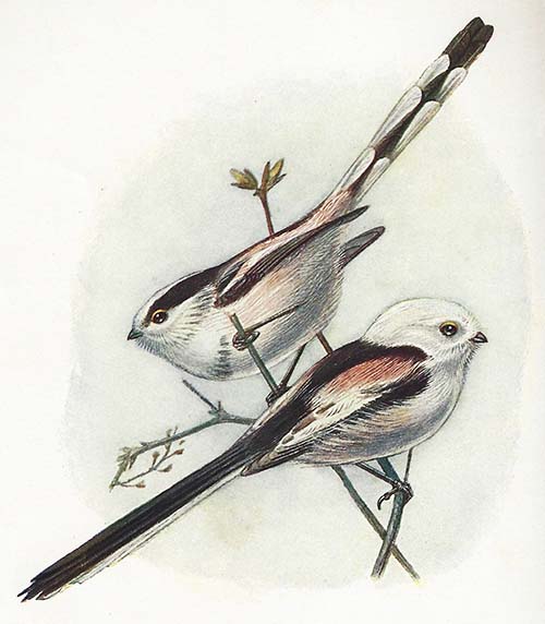 Staartmees – Aegithalos caudatus