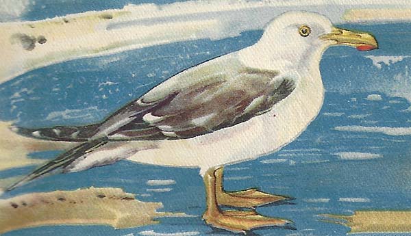 Kleine Mantelmeeuw – Larus fuscus