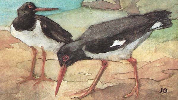 Scholekster – Haematopus ostralegus