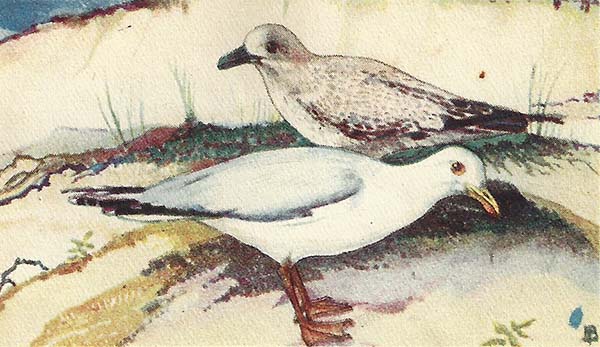 Zilvermeeuw – Larus argentatus