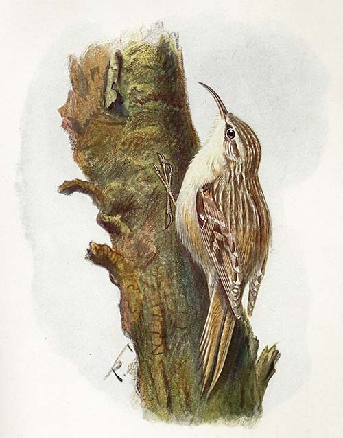 Boomkruiper – Certhia brachydactyla
