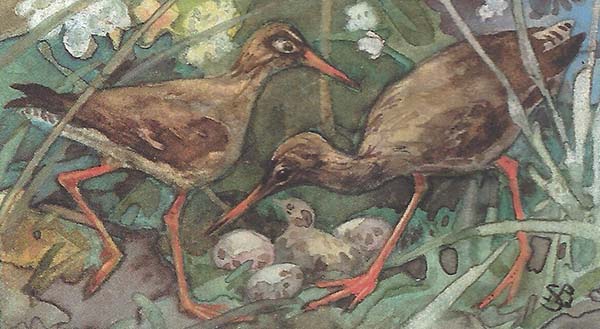 Tureluur – Tringa totanus