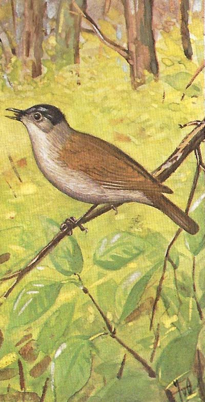Zwartkop – Sylvia atricapilla