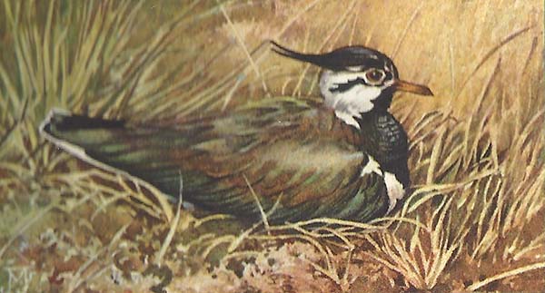 Kievit – Vanellus vanellus