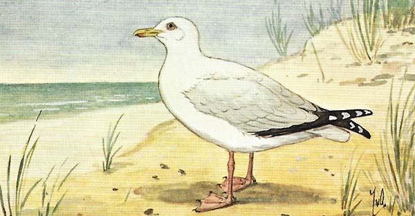 Zilvermeeuw – Larus argentatus