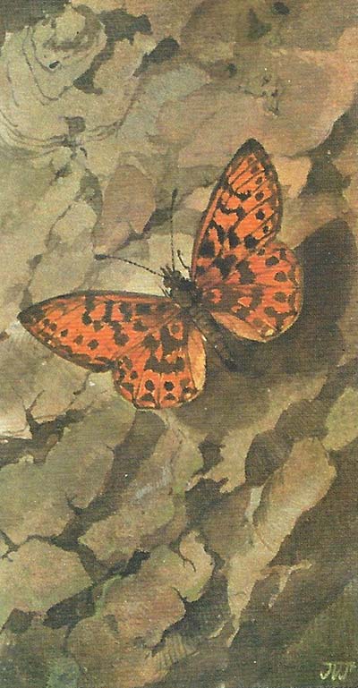 Zilveren maan – Boloria selene