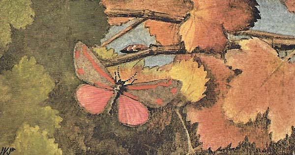 Sint-Jacobsvlinder – Tyria jacobaeae