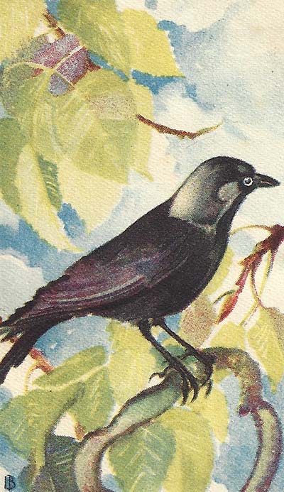 Kauw – Corvus monedula
