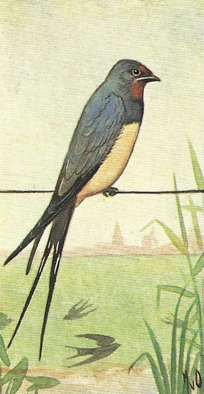 Boerenzwaluw – Hirundo rustica