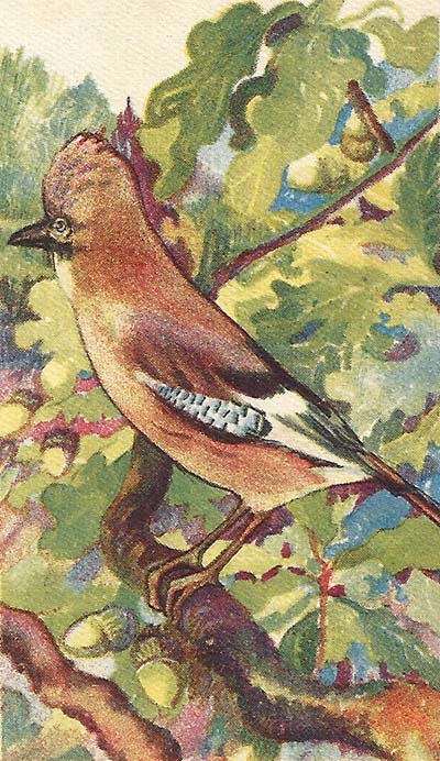 Gaai – Garrulus glandarius
