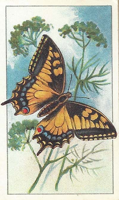 Koninginnenpage – Papilio machaon
