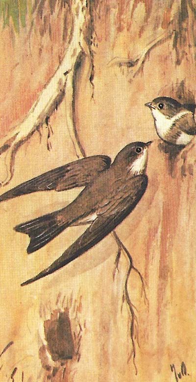 Oeverzwaluw – riparia riparia