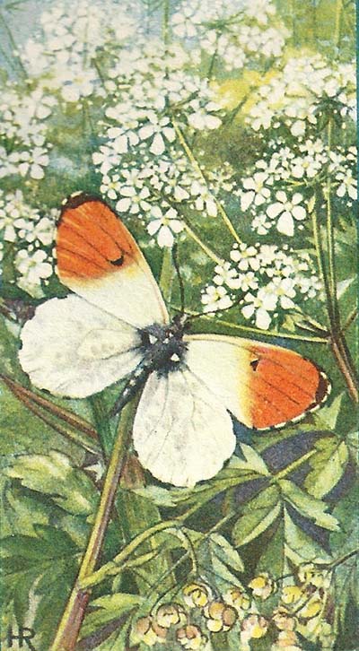Oranjetipje – Anthocharis cardamines