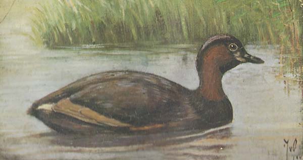 Dodaars – Tachybaptus ruficollis