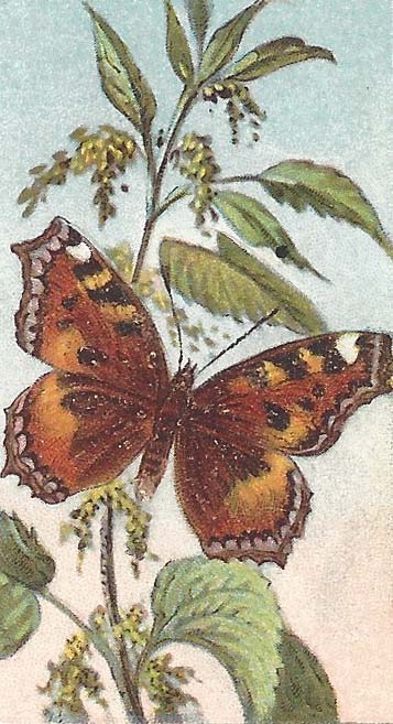 Kleine vos – Aglais urticae