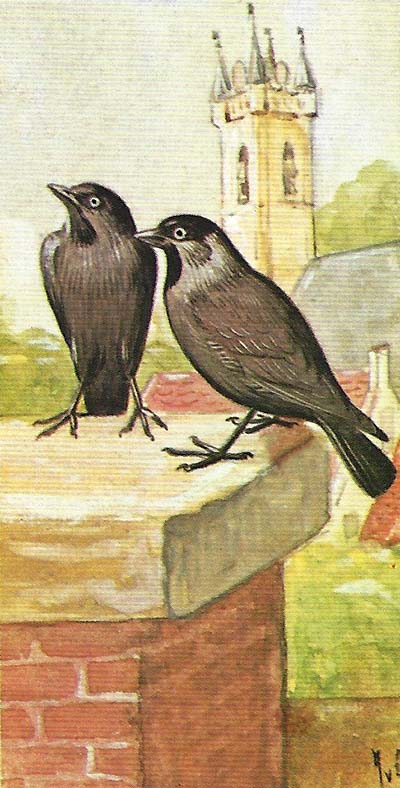 Kauw – Corvus monedula