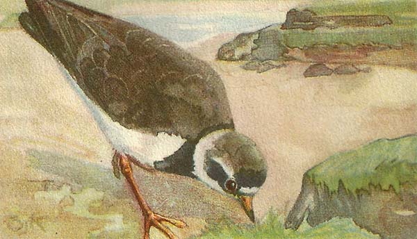 Bontbekplevier – Chraradrius hiaticula